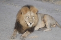 Male lion